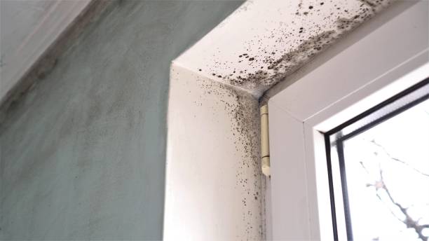 Best Emergency Mold Removal  in Lexington, KY