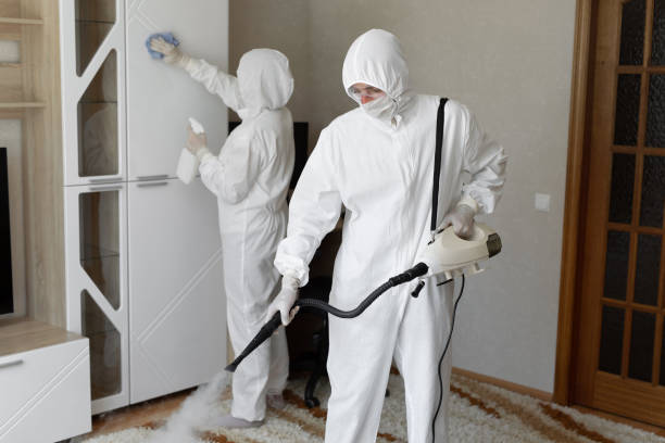 Attic Mold Removal in Lexington, KY