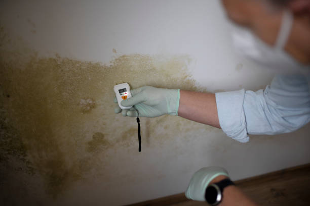 Best Certified Mold Removal  in Lexington, KY