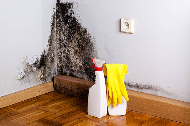 Best Crawl Space Mold Removal  in Lexington, KY